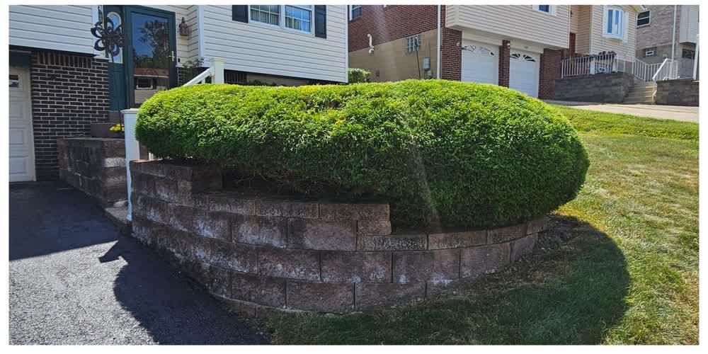 A large, neatly rounded hedge trimmed on top of a stone retaining wall